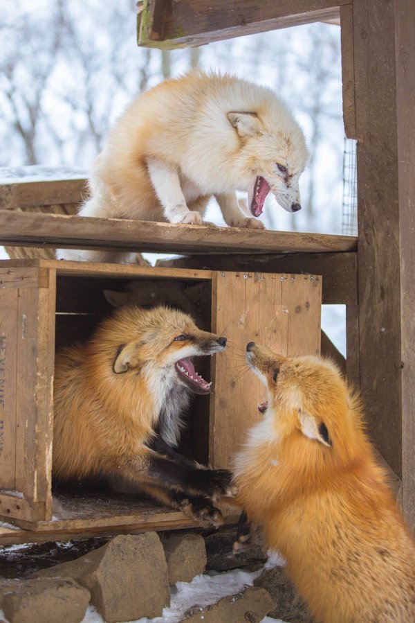 Comment reconnaître et gérer les comportements de dominance chez les rats domestiques ?