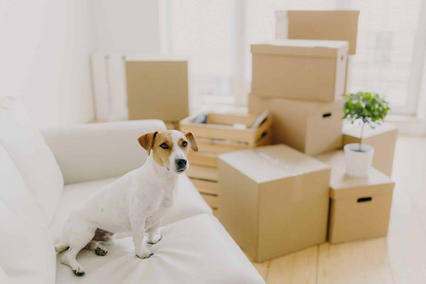 Comment choisir le meilleur lit pour chat pour des nuits paisibles ?